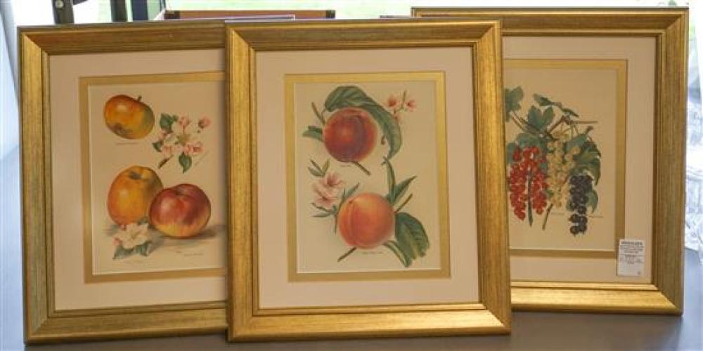 THREE BOTANICAL PRINTS OF FRUITThree