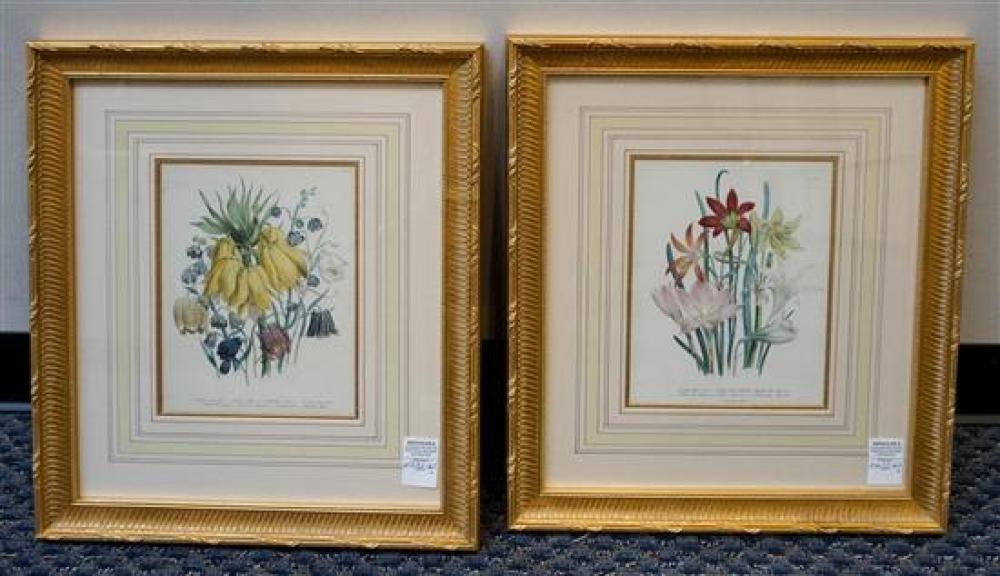 TWO HAND COLORED BOTANICAL ENGRAVINGS  31f2c5