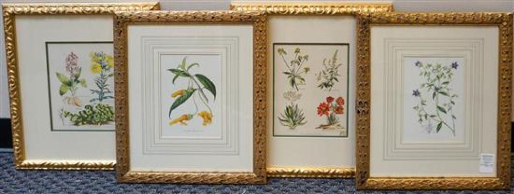 FOUR COLOR BOTANICAL PRINTS, FRAME