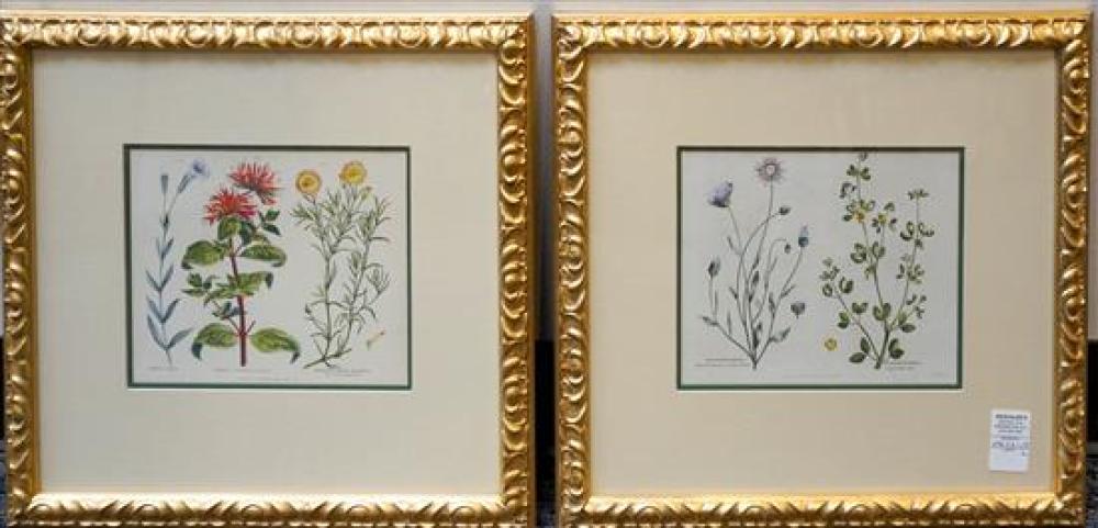 TWO COLOR BOTANICAL PRINTS, FRAME