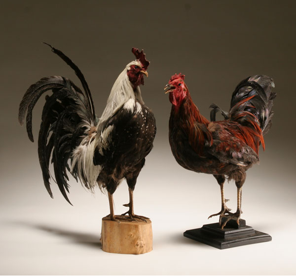 Two vintage taxidermied roosters;
