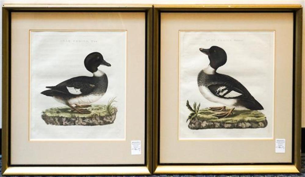 TWO ORNITHOLOGICAL COLORED ENGRAVINGS  321f87