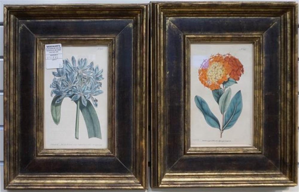 PAIR BOTANICAL ENGRAVINGS; FRAMED