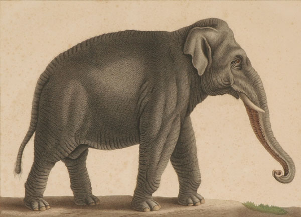 French print of an early elephant;