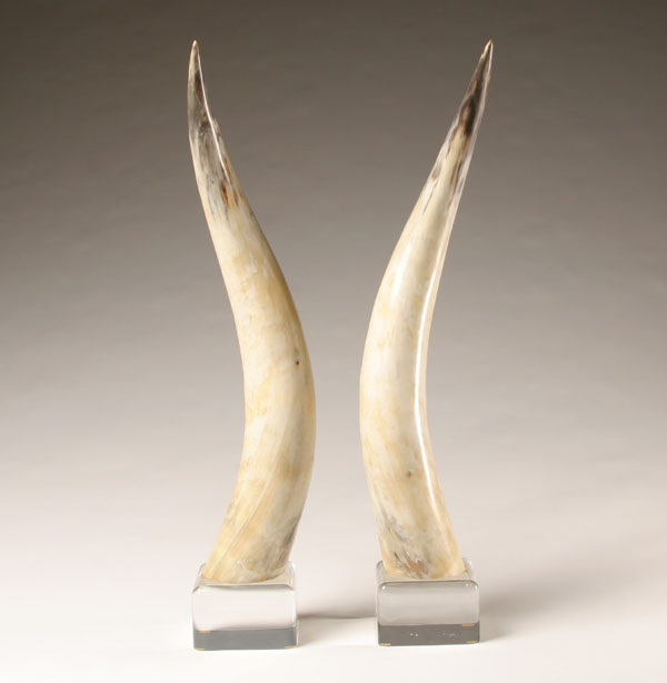 Pair longhorn steer horns; mounted on