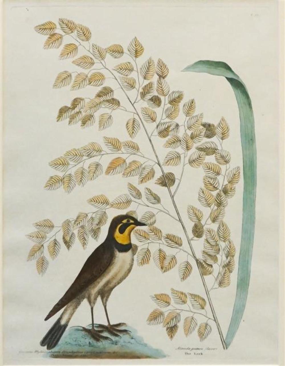 HAND-COLORED ENGRAVING OF LARK,