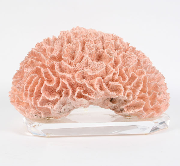 Large natural pink reef coral specimen;