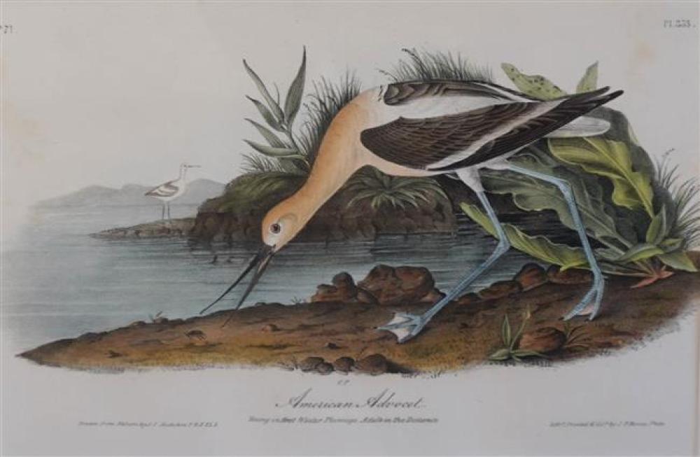 AFTER JOHN JAMES AUDUBON AMERICAN 3247d5