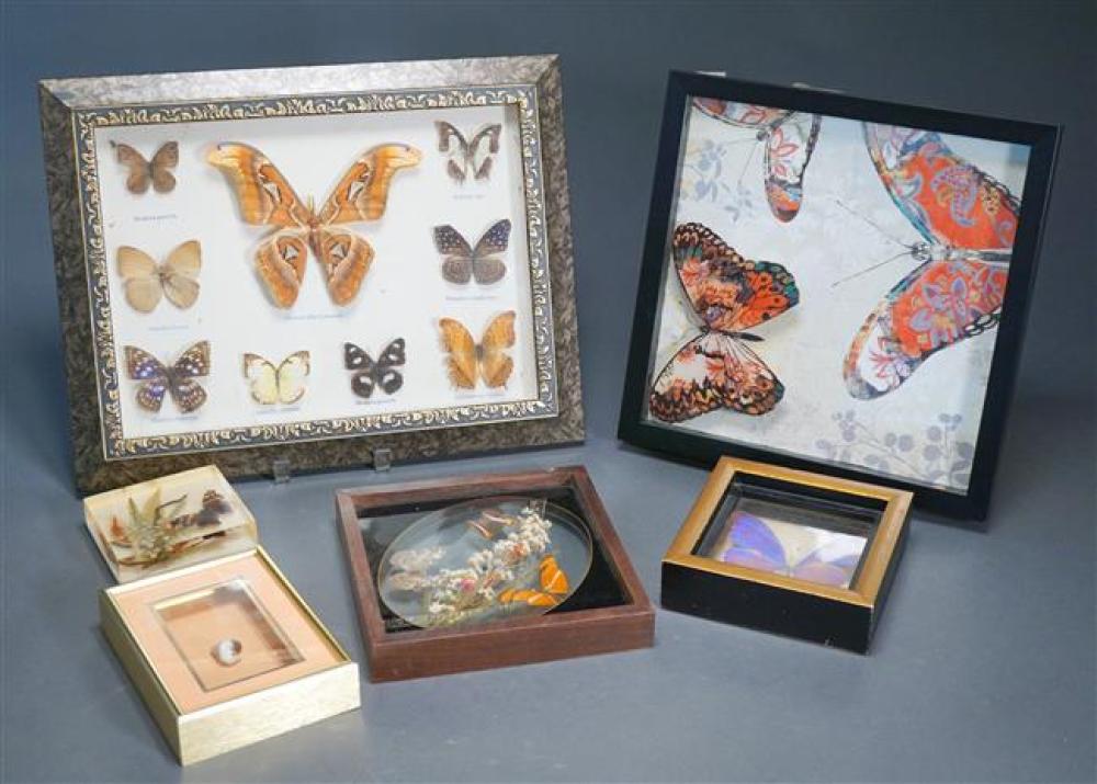 COLLECTION OF BUTTERFLIES AND SHELLS  3234b2