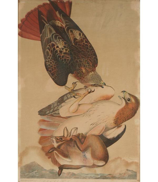 After John James Audubon (American,