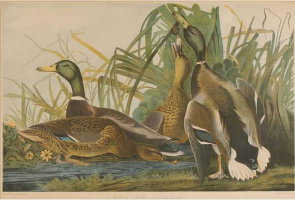 After John James Audubon (American,