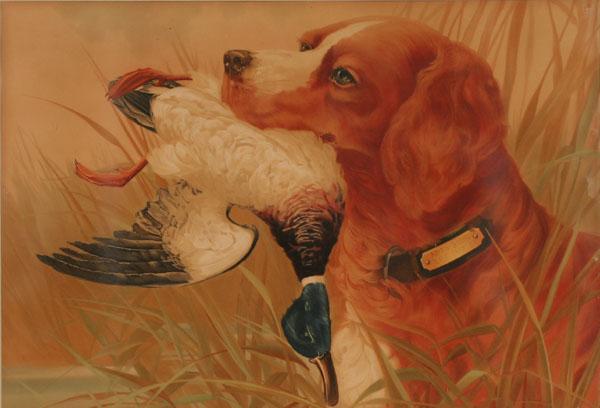 Large sporting print hunting dog 50b5f