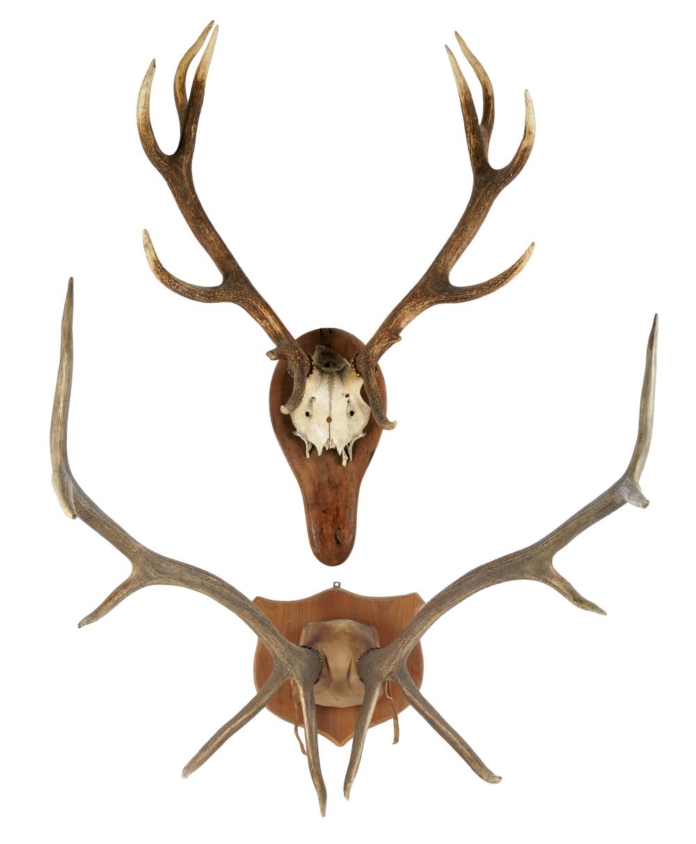 TWO DEER ANTLER WALL MOUNTSeach 32758a