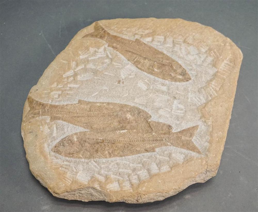 FOSSILIZED FISH, APPROX 9-3/4 X 11 INFossilized