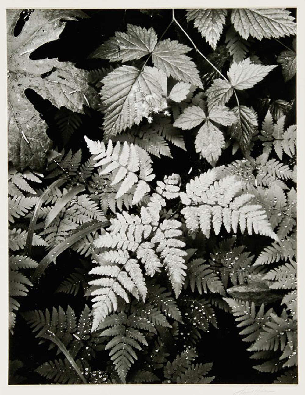 ANSEL ADAMS AMERICAN 1902 1984  327b41