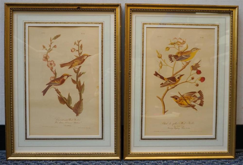 AFTER AUDUBON, BIRDS ON BRANCHES,