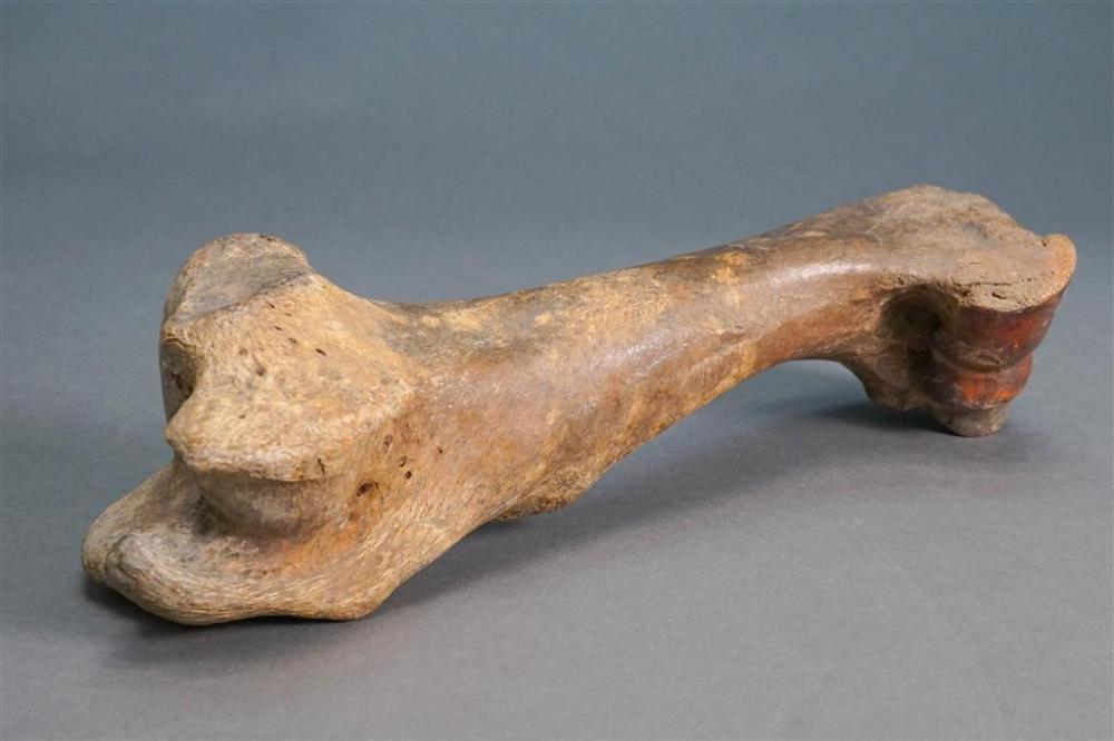 ANIMAL BONEAnimal Bone