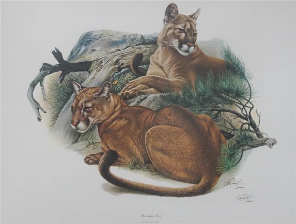 AFTER RICHARD TURNER, MOUNTAIN LION,