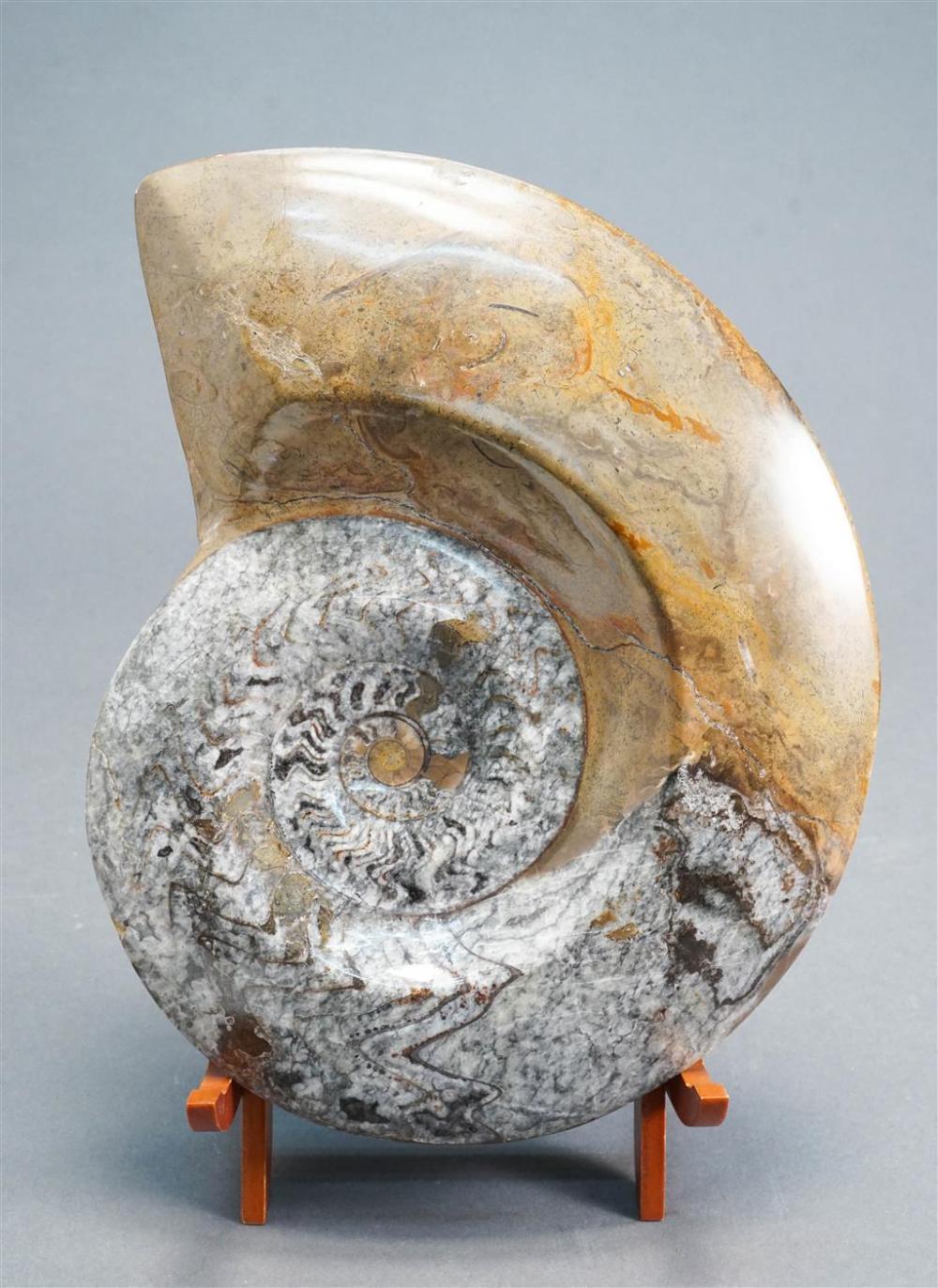 FOSSILIZED AMMONITE ON A WOOD STAND  32823f