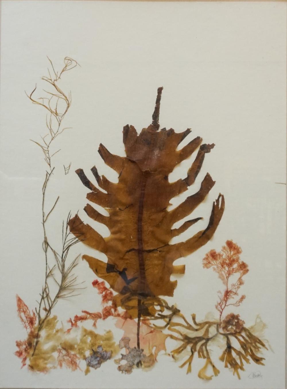 BELLOCQ, LEAF AND FERN, COLLAGE,