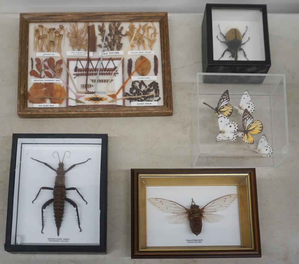 FIVE TAXONOMIC DISPLAYS OF INSECTS AND
