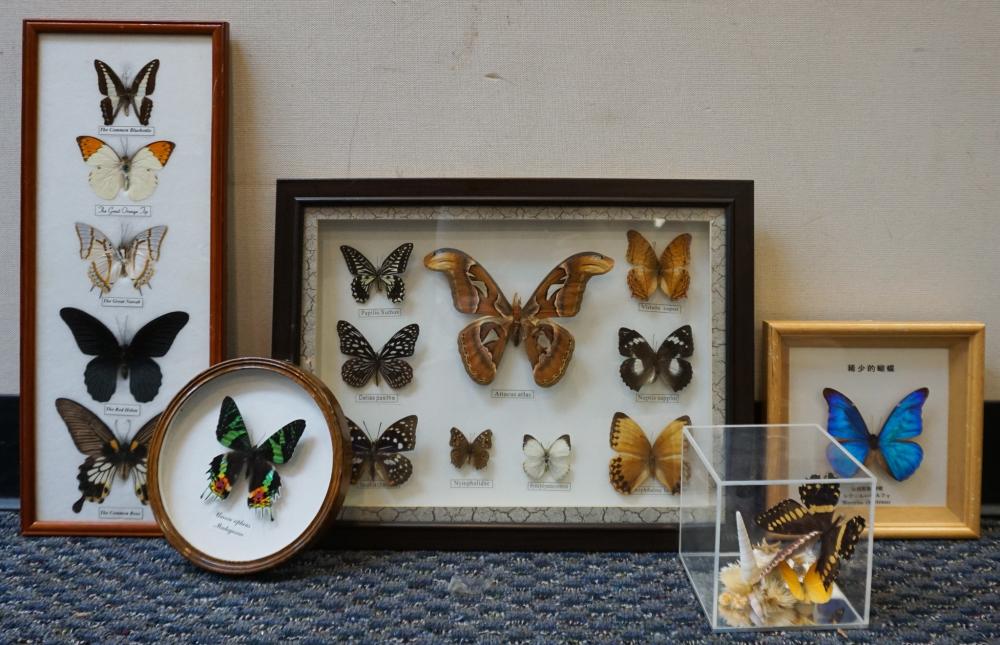 COLLECTION OF FIVE TAXONOMIC BUTTERFLY