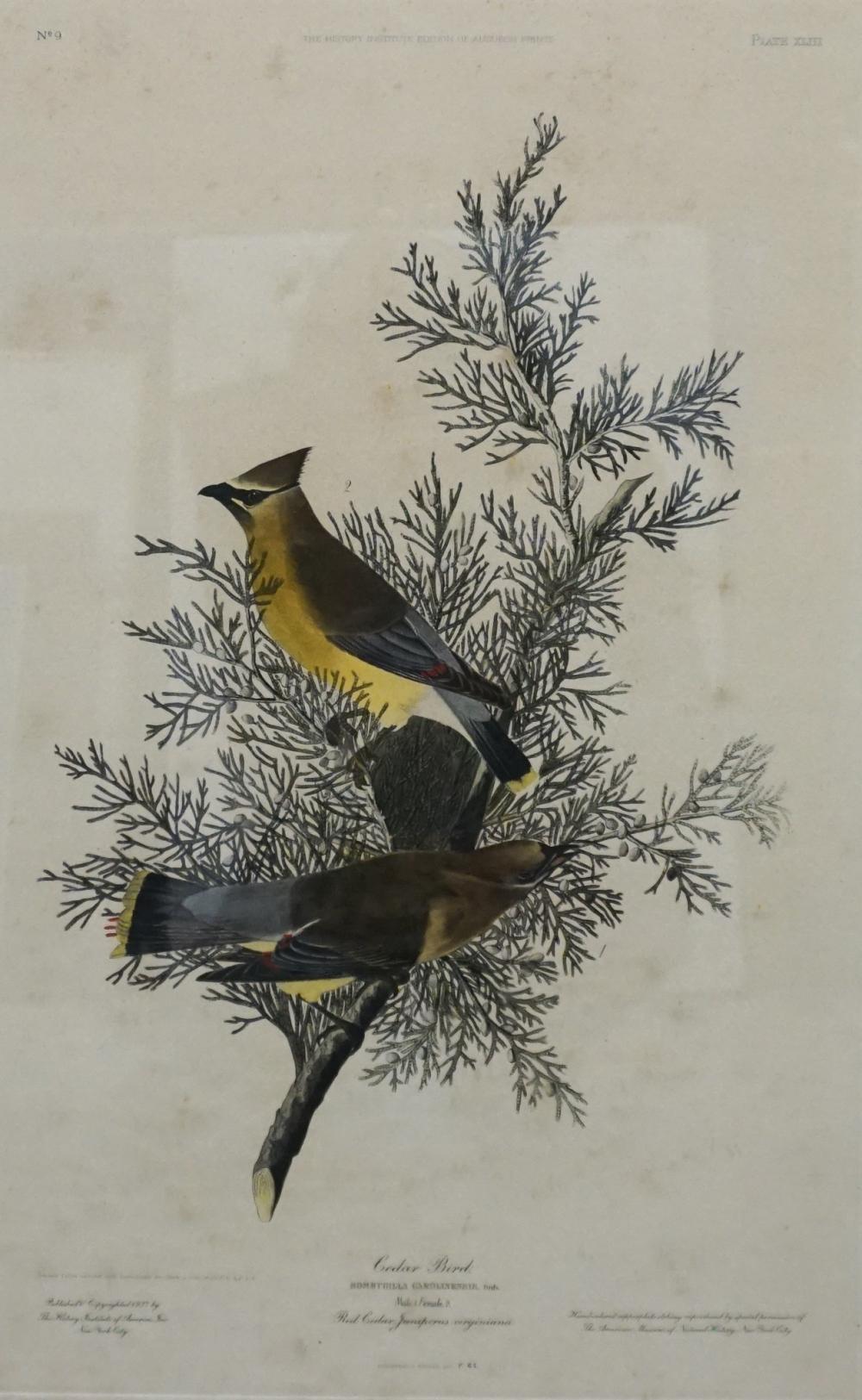 AFTER AUDUBON CEDAR BIRD REPRODUCTION 32c14d