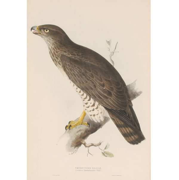 Lot of two ornithological prints: