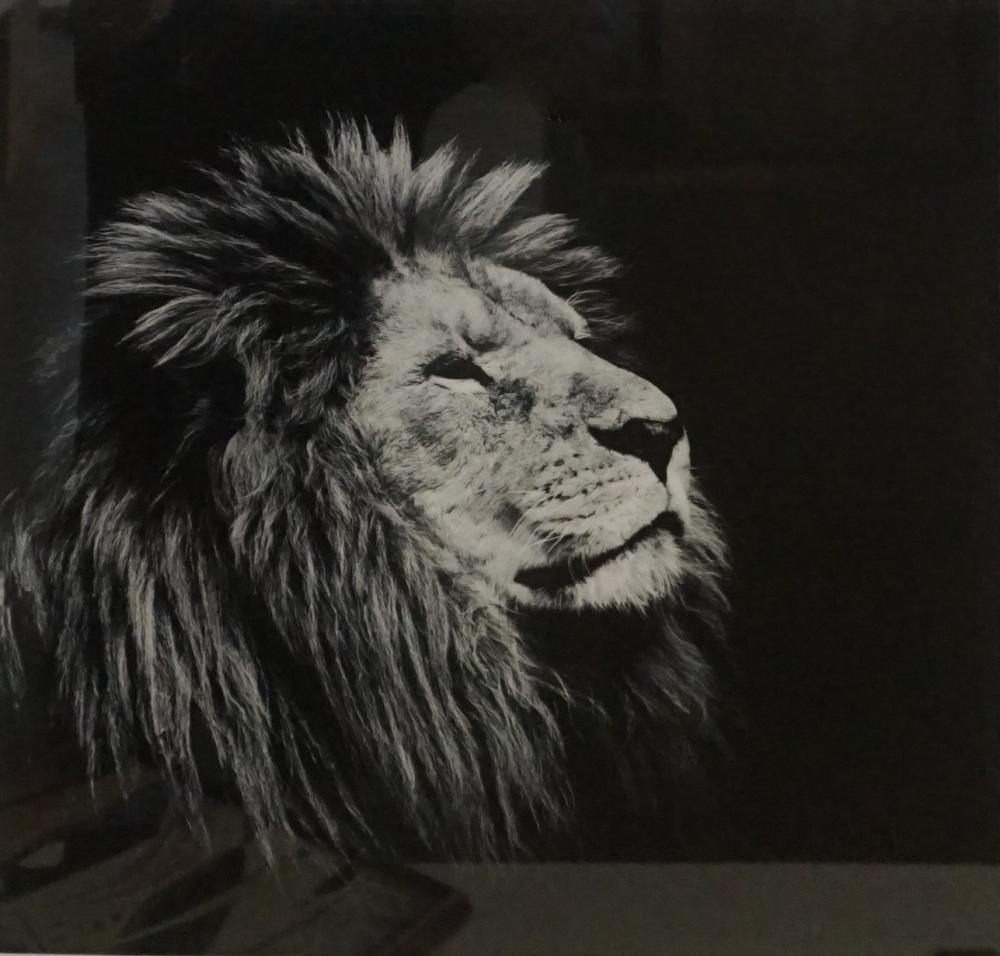 REPRODUCTION PHOTOGRAPH OF LION  32e92b