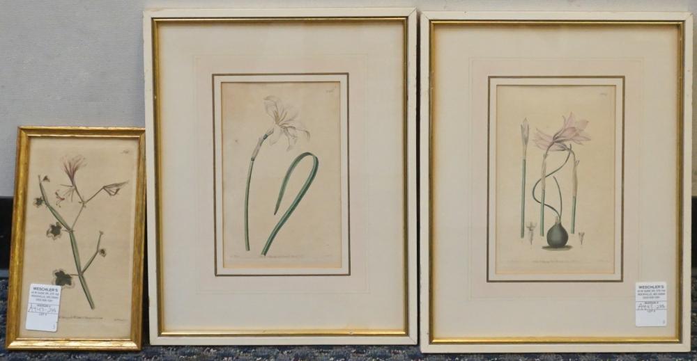 THREE COLOR ENGRAVINGS OF FLOWERS,