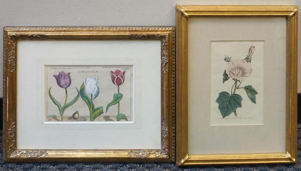 HAND COLORED ENGRAVING OF TULIPS
