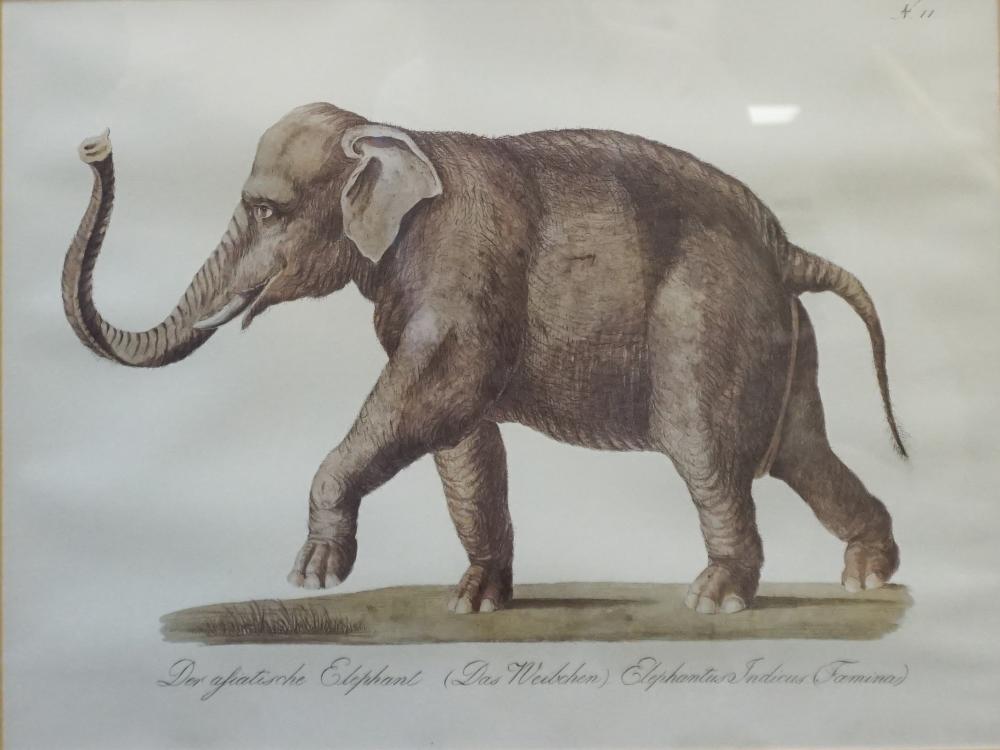 INDIAN ELEPHANT COLOR PRINT FRAME  32d961