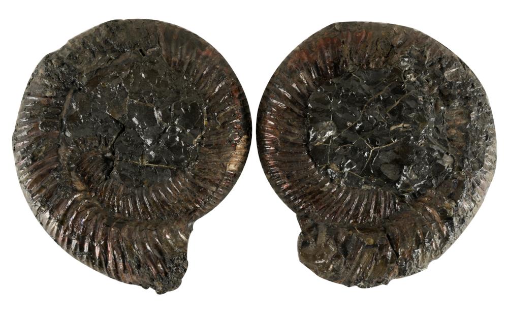 PAIR OF AMMONITE FOSSIL SPECIMENSpolished;