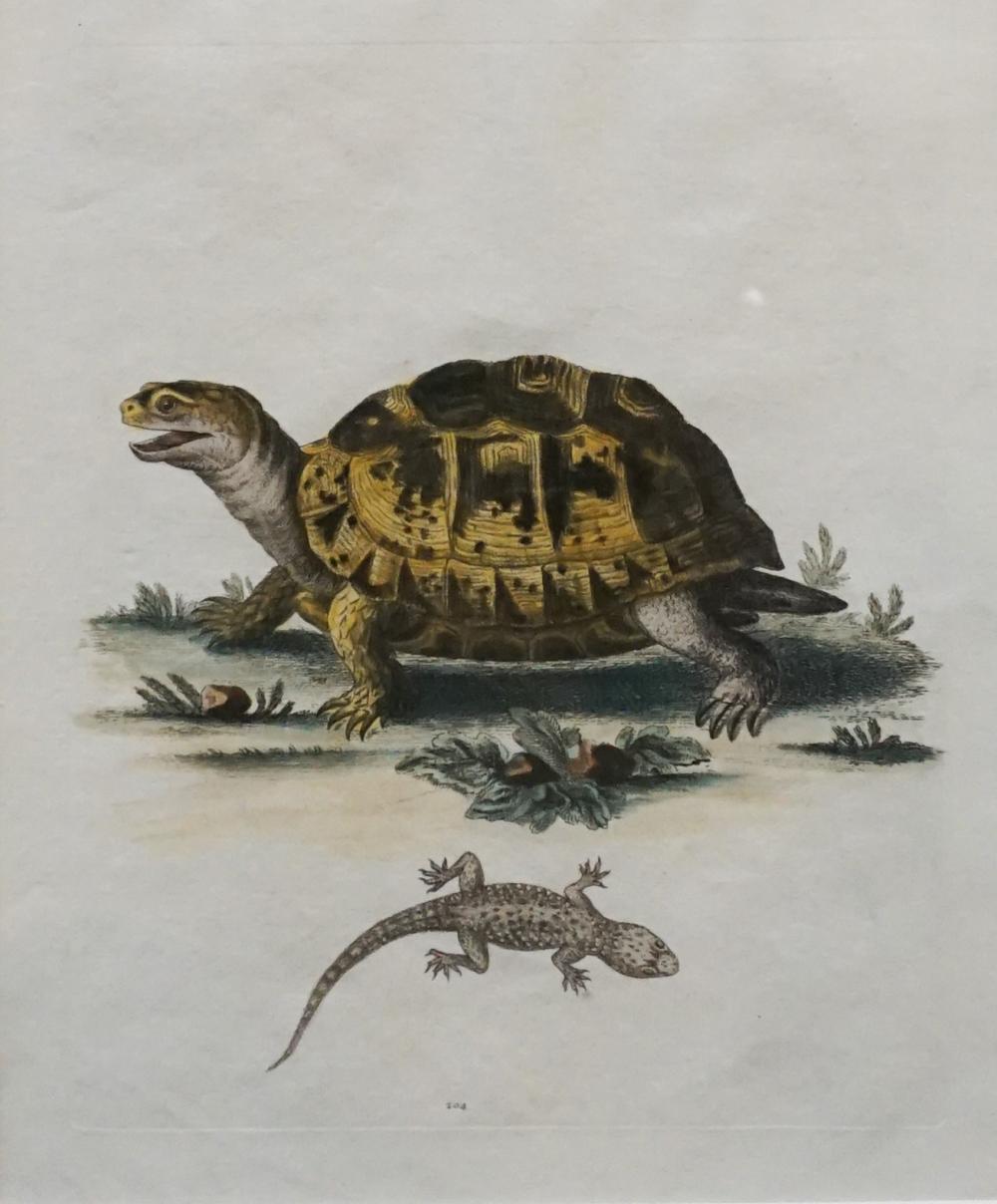 TURTLE AND LIZARD HAND COLORED 3304de