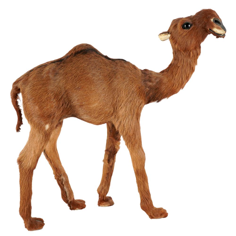 CAMEL FIGUREwith glass eyes 28 3305cf