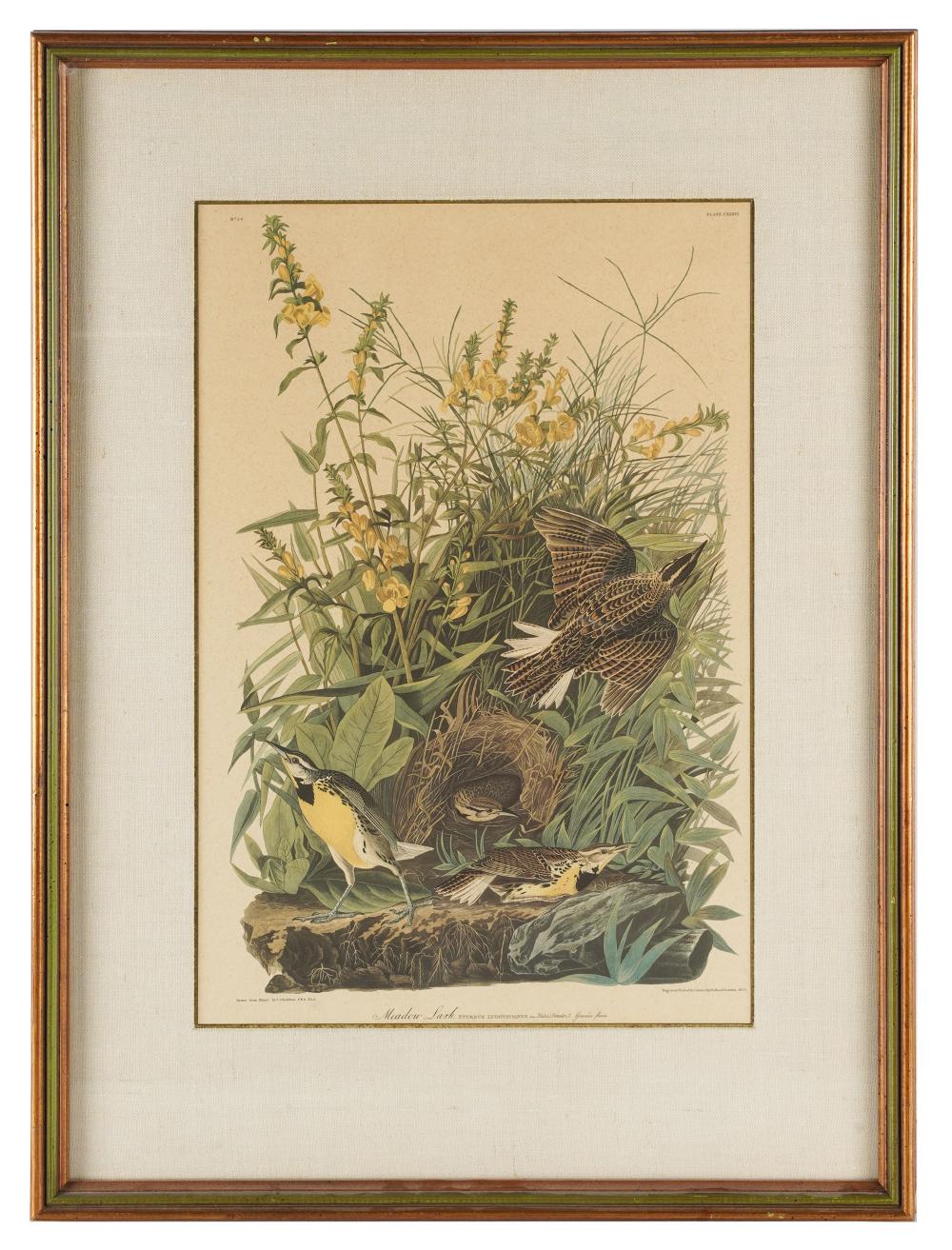 AFTER JOHN JAMES AUDUBON 1785 3333cc