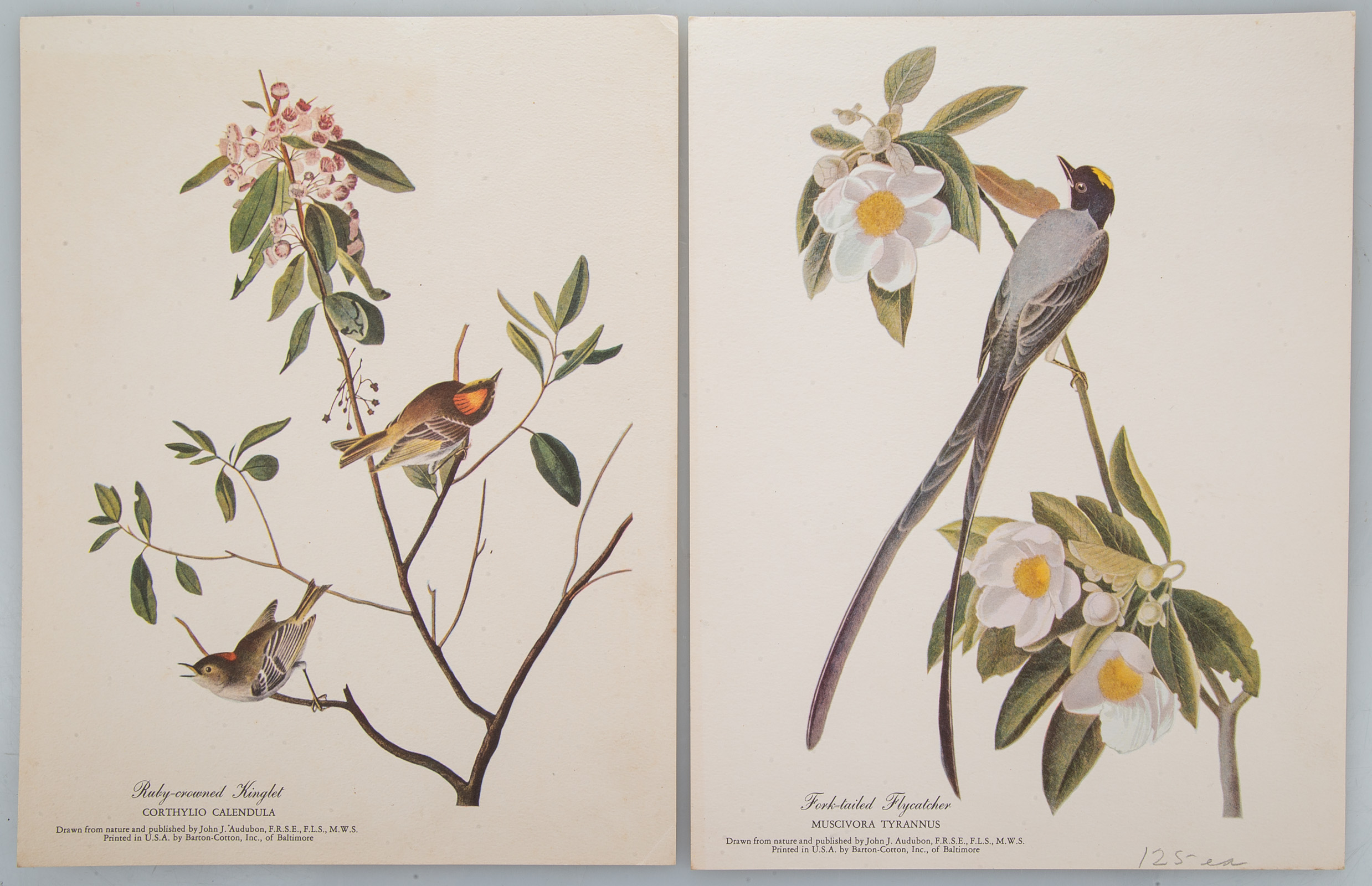 TWO NATURE PRINTS Published by 333c0b