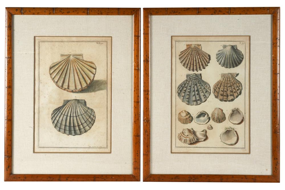 TWO COLORED ENGRAVINGS OF SHELLSfrom