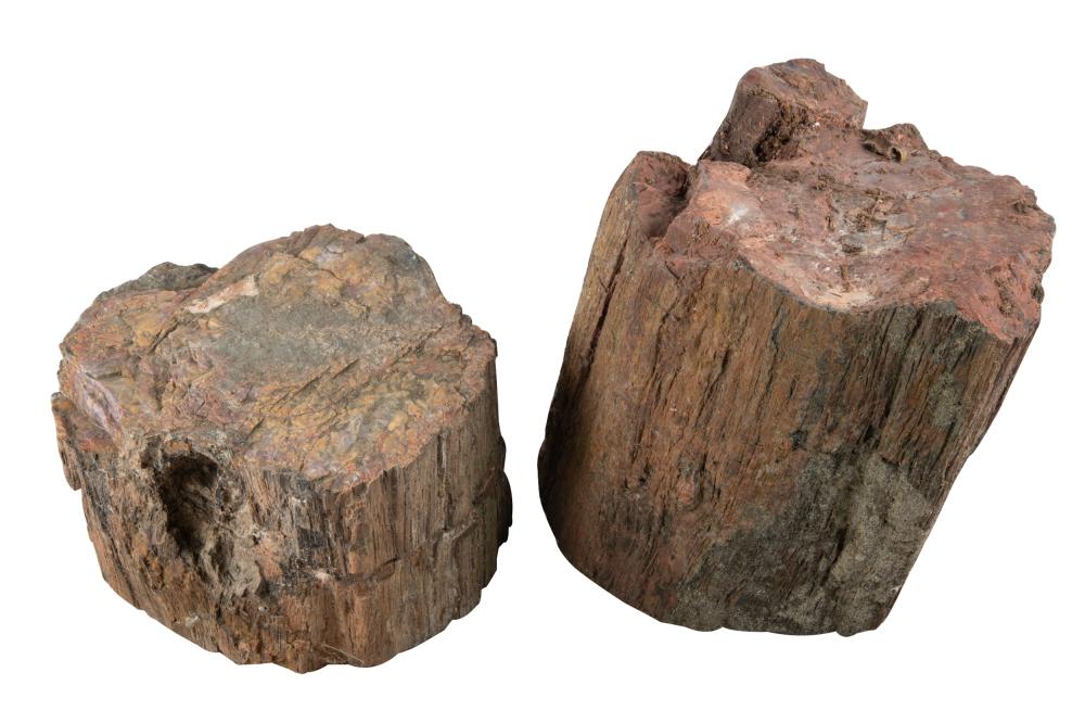 TWO FOSSILIZED WOOD FRAGMENTSCondition  332d1e