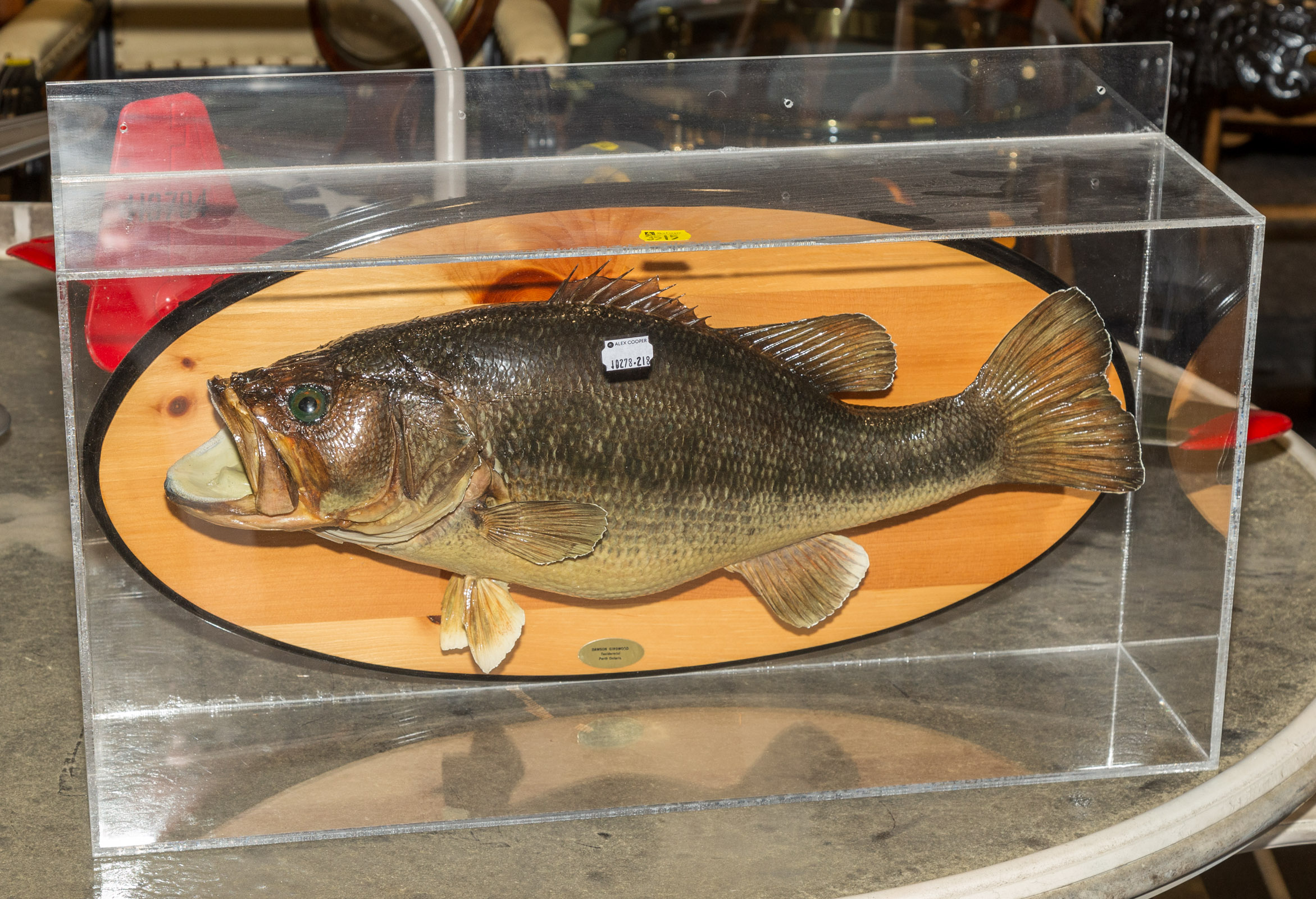 MOUNTED TROPHY LARGE MOUTH BASS