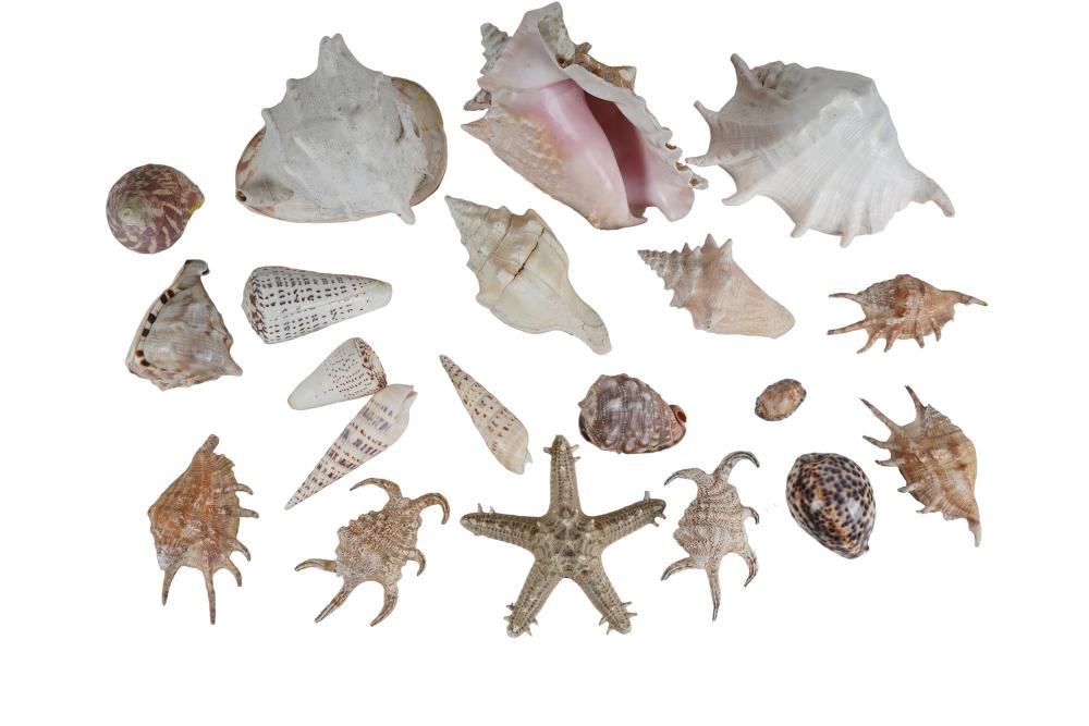 COLLECTION OF SHELLScomprising