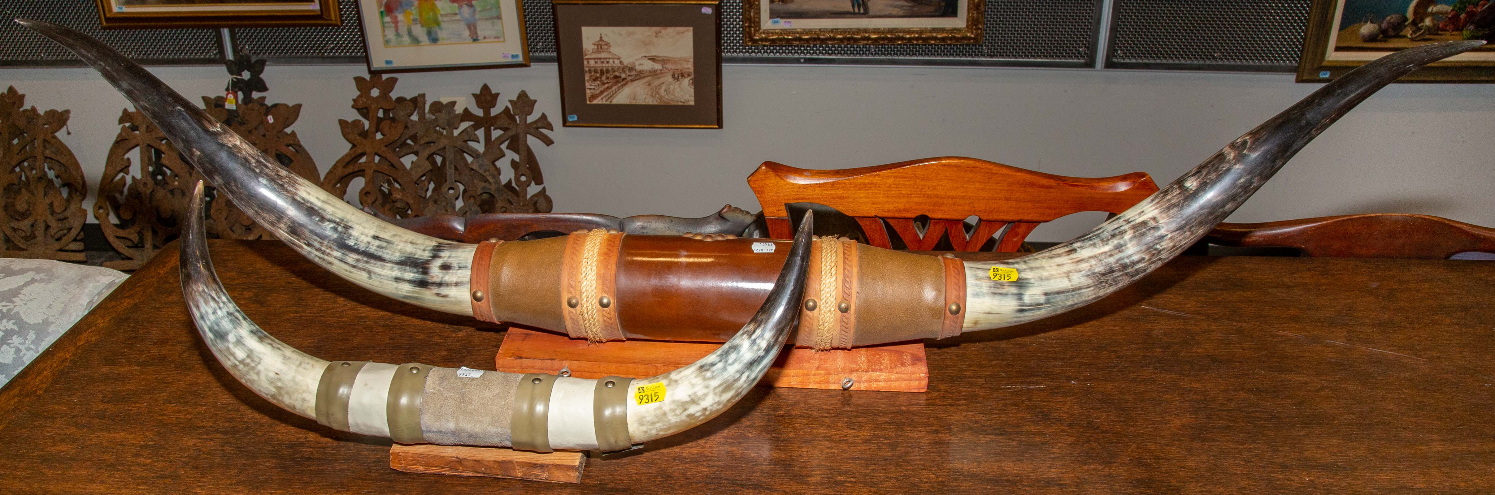 TWO MOUNTED STEER HORNS Both attached