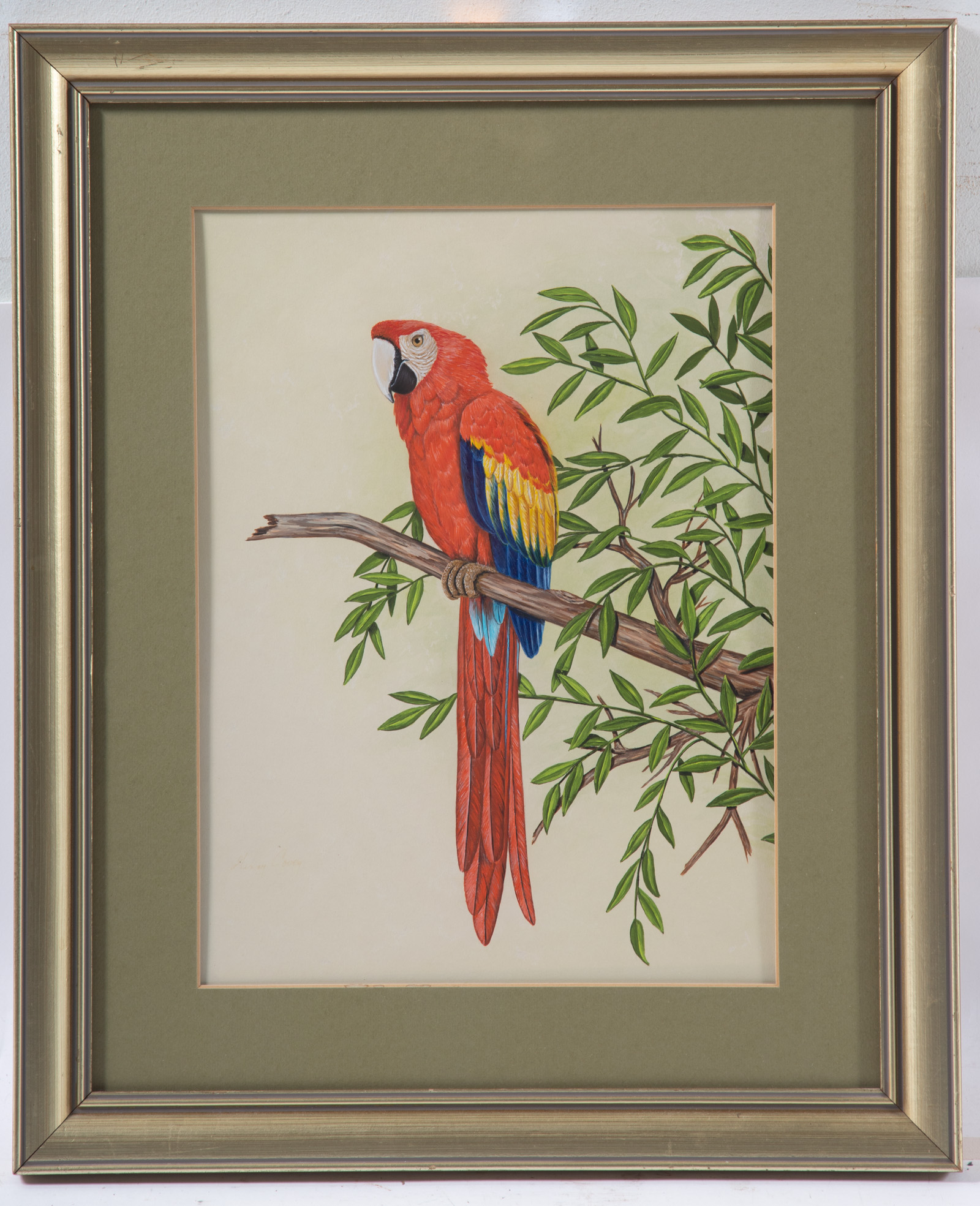 GINNY COVEY. PARROT, WATERCOLOR ON PAPER