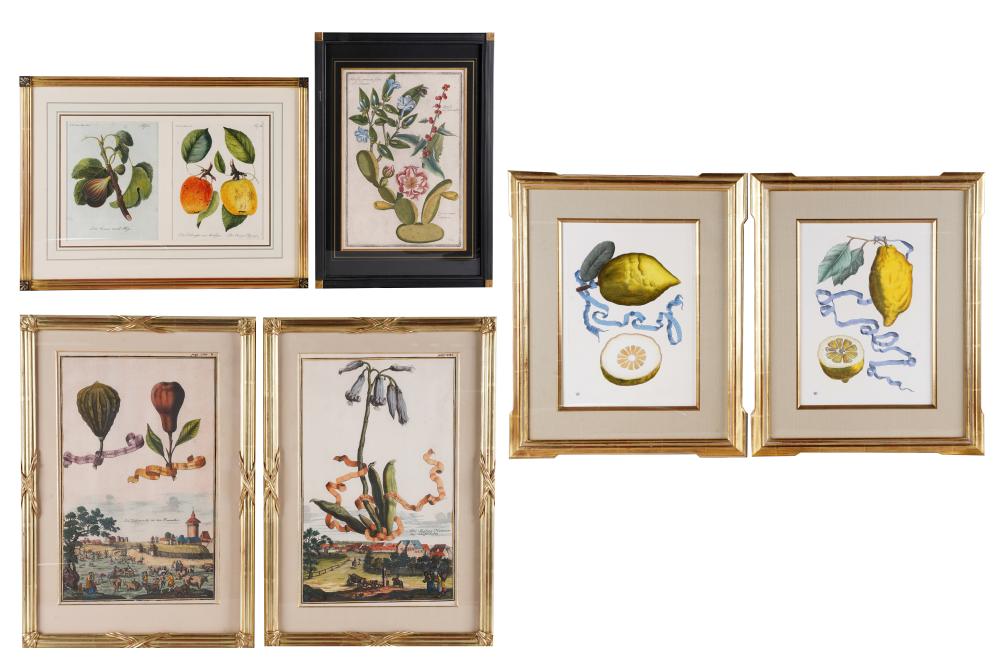 GROUP OF SIX BOTANICAL PRINTSvariously