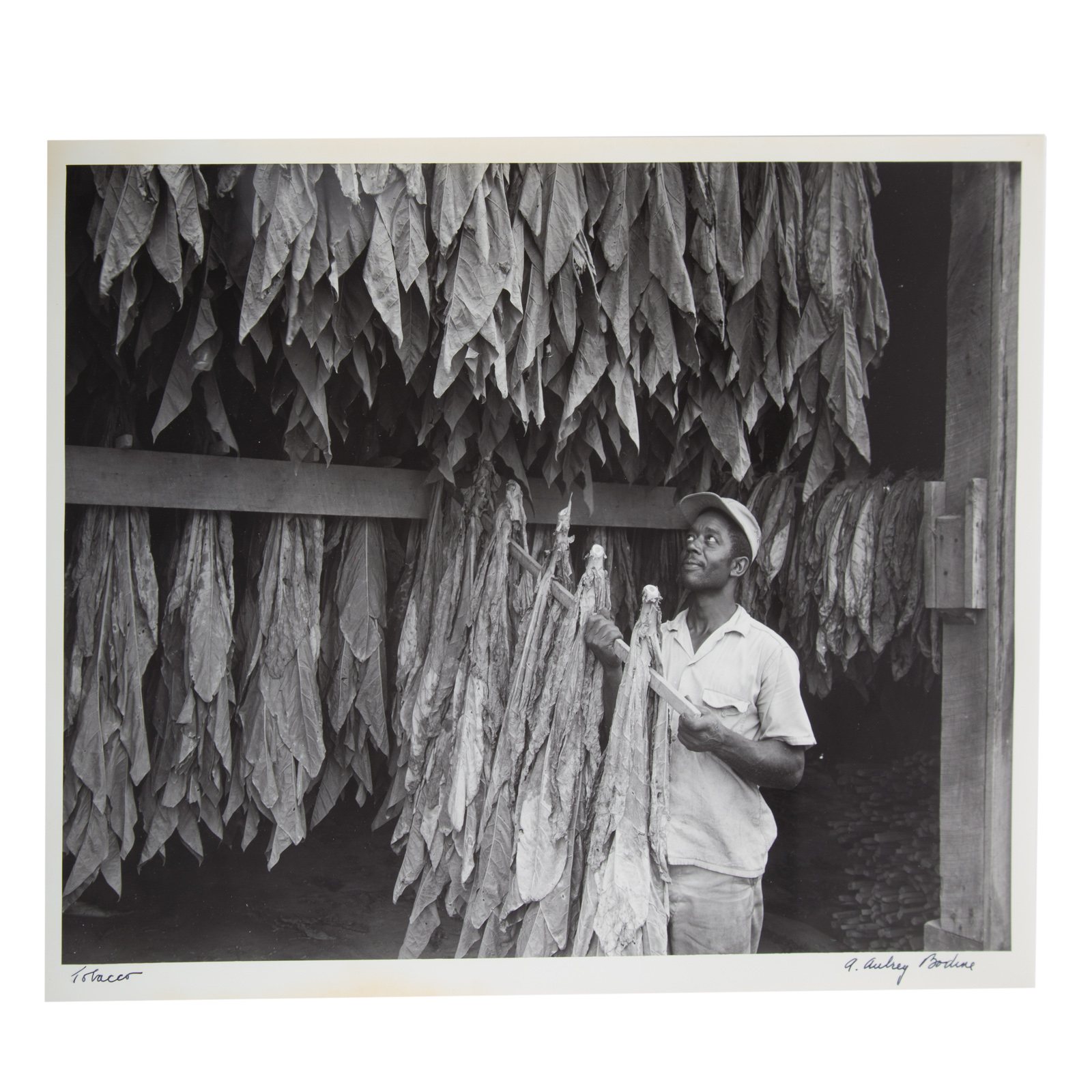 A AUBREY BODINE TOBACCO PHOTOGRAPH 338f15