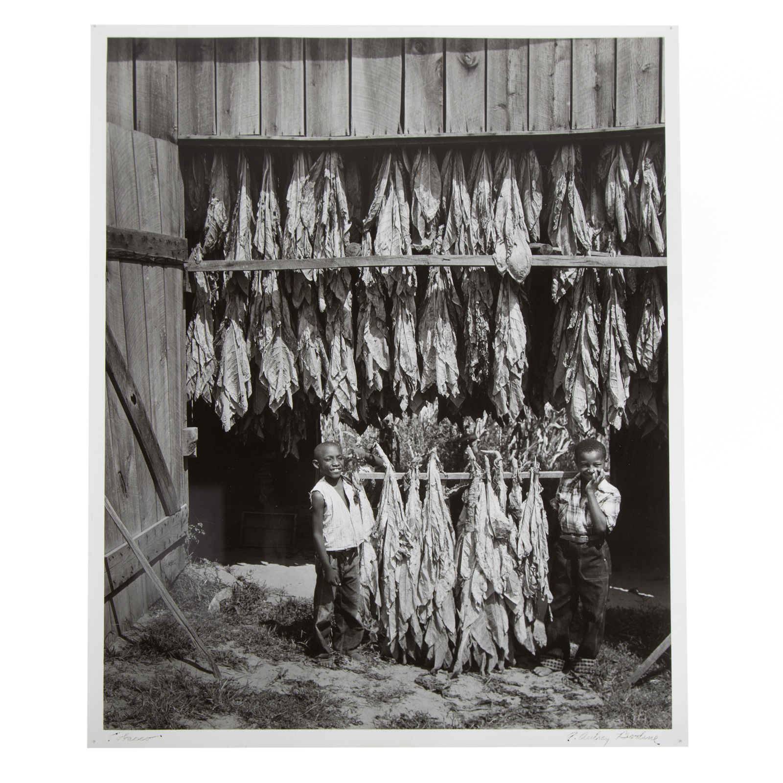 A. AUBREY BODINE. "TOBACCO," PHOTOGRAPH