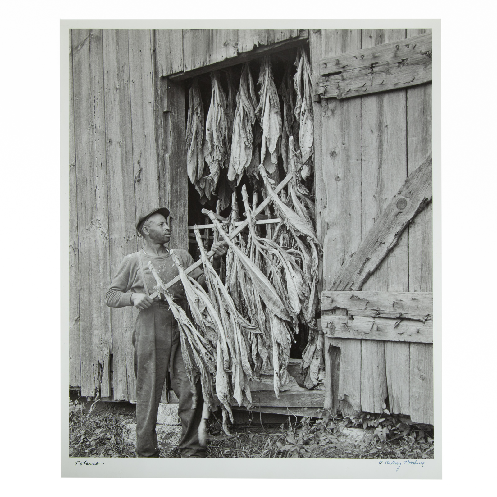 A. AUBREY BODINE. "TOBACCO," PHOTOGRAPH