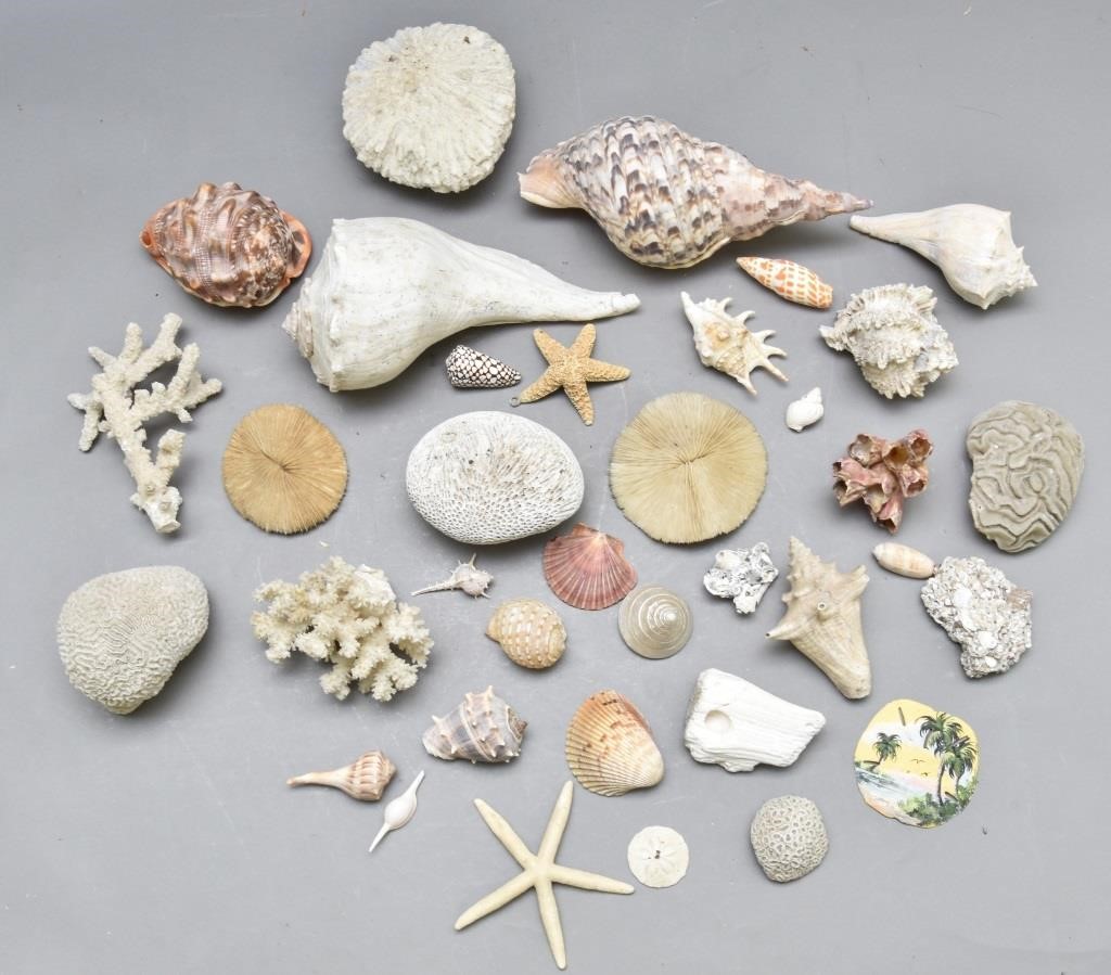 Fine exotic seashell collection,