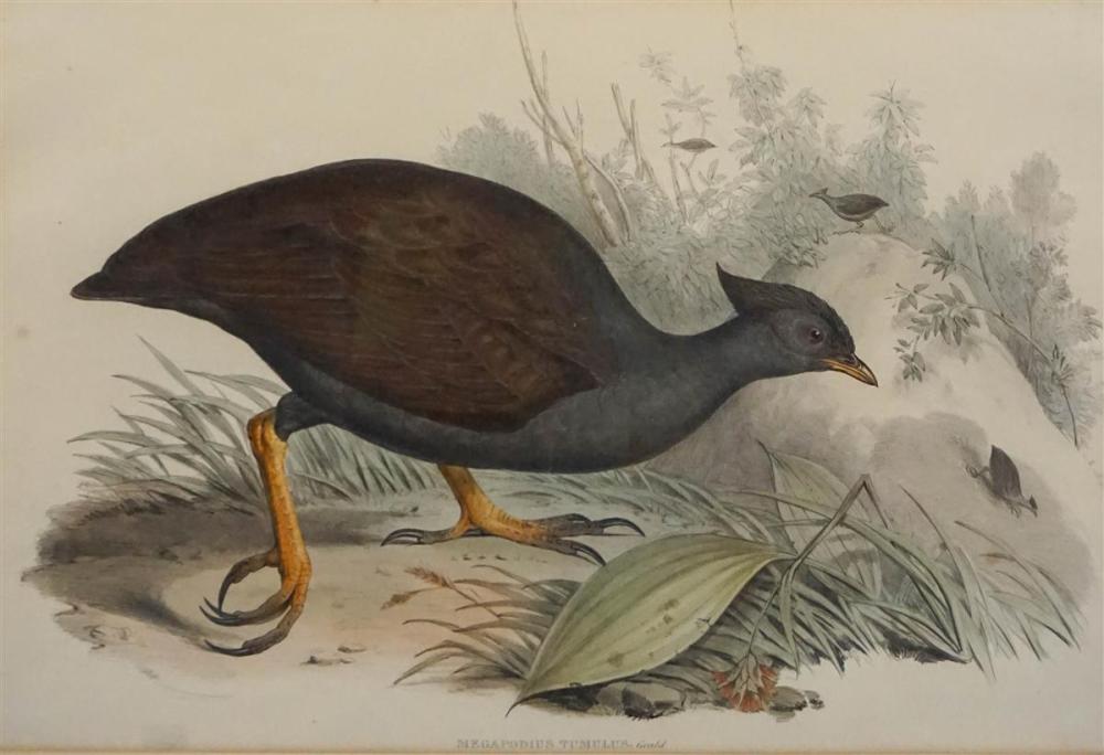 JOHN GOULD BRITISH 1804 1881  33a657