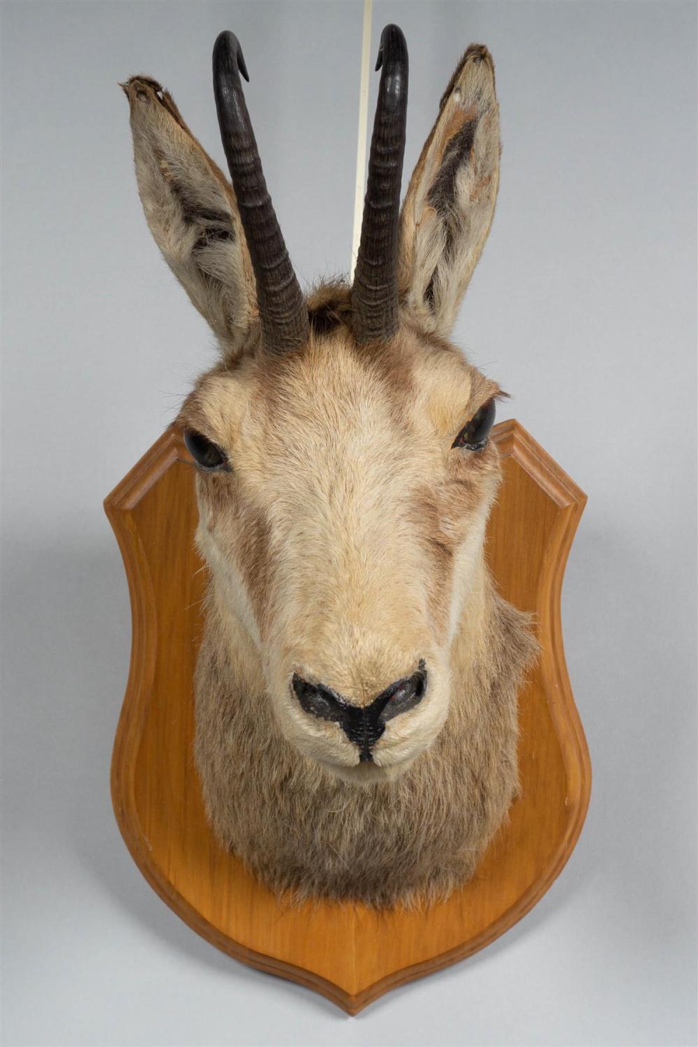 MOUNTED NEW ZEALAND CHAMOIS HEAD